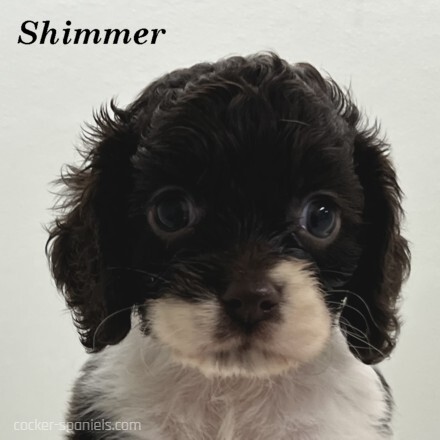 puppy, for, sale, Cocker Spaniel, Joe & Cherri  Overlease, dog, breeder, Miller, MO, dog-breeder, puppy-for-sale, forsale, nearby, find, puppyfind, locator, puppylocator, aca